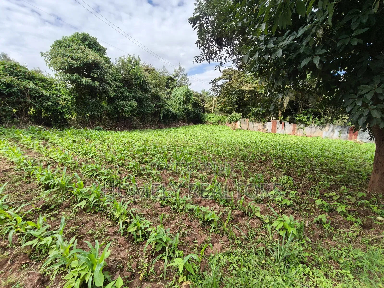 Quarter Acreplot in Kerarapon Drive, Ngong. Fertile Red Soil
