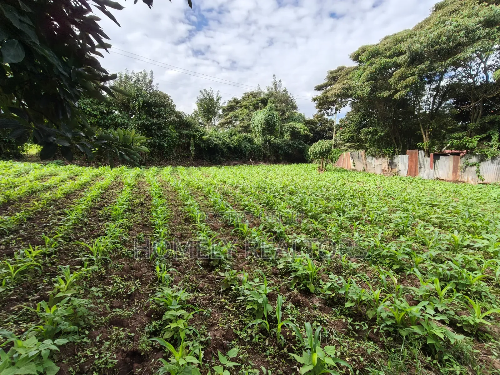 Quarter Acreplot in Kerarapon Drive, Ngong. Fertile Red Soil