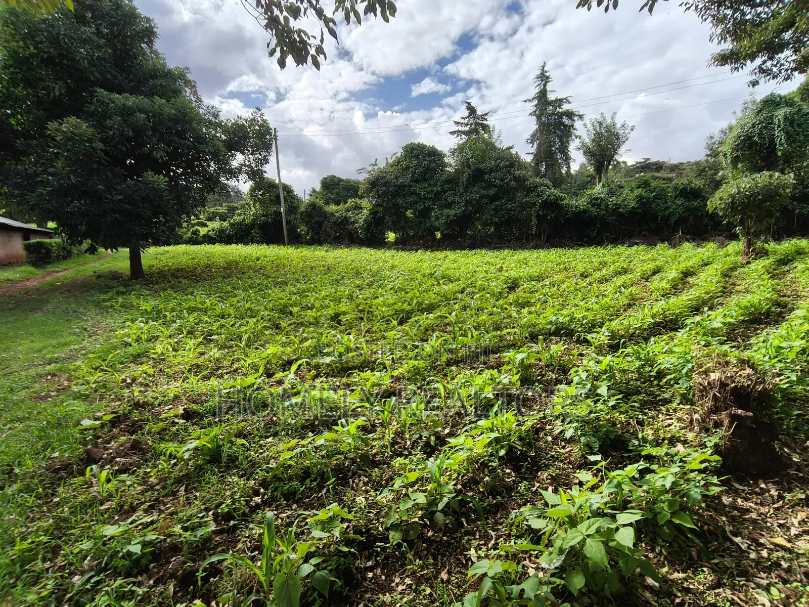 Quarter Acreplot in Kerarapon Drive, Ngong. Fertile Red Soil