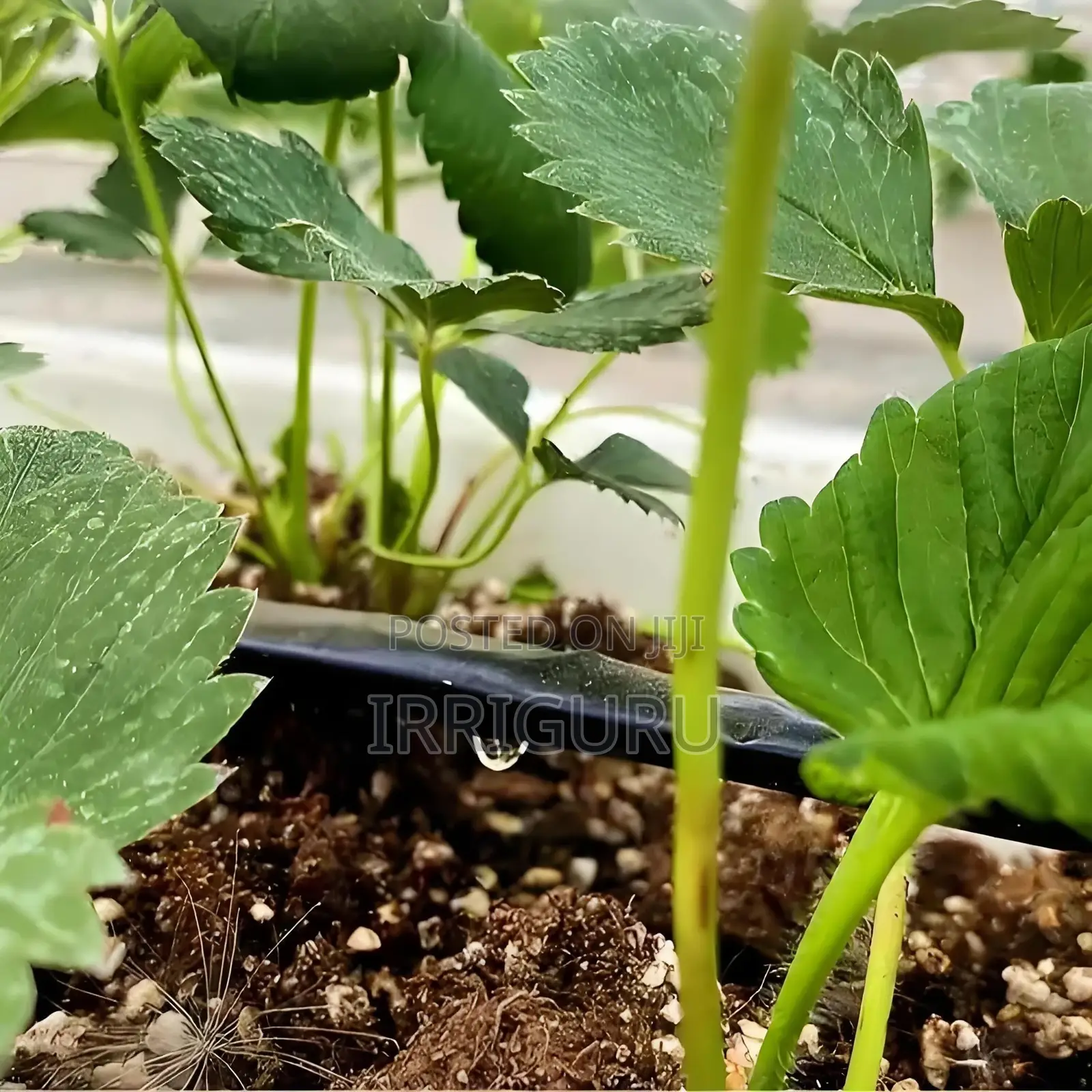 Agricultural Drip Irrigation Beltagricultural Irrigation Pip