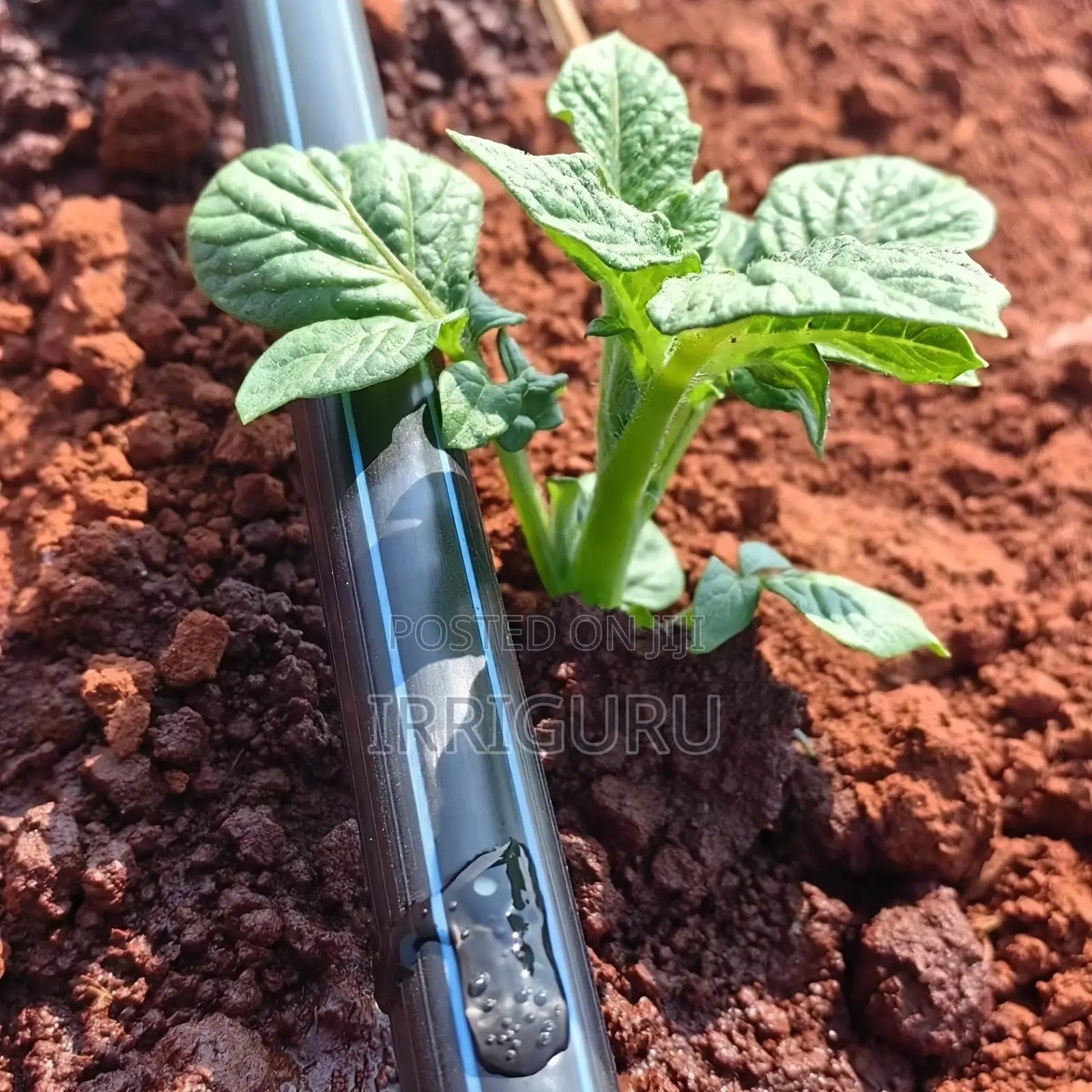 Agricultural Drip Irrigation Beltagricultural Irrigation Pip