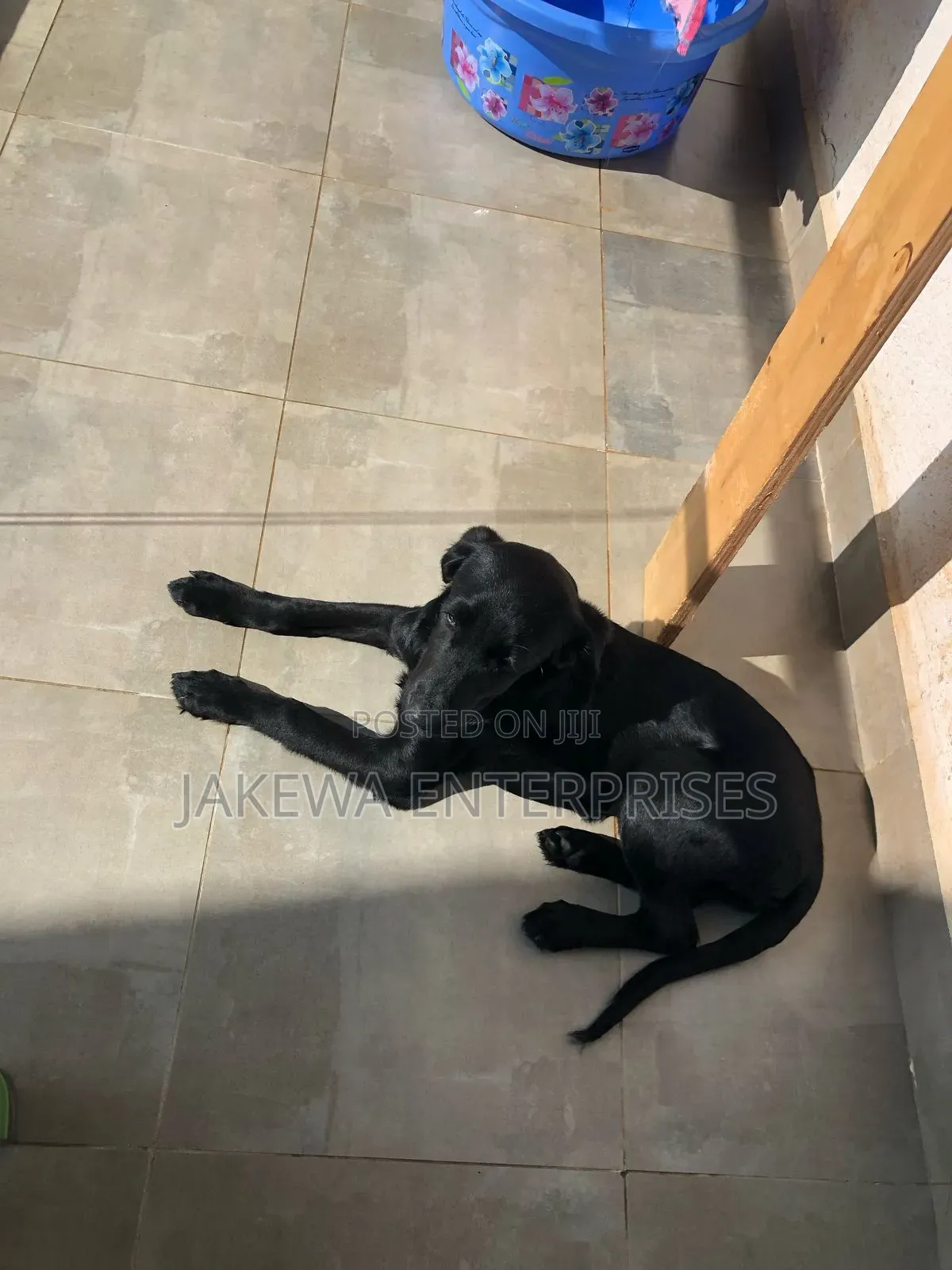 3-6 months Female Purebred Labrador Retriever