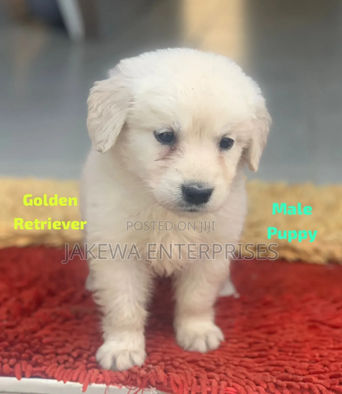 1-3 months Male Purebred Golden Retriever
