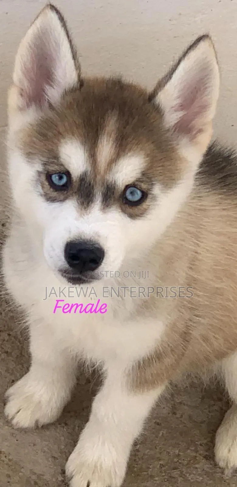 1-3 months Female Purebred Siberian Husky