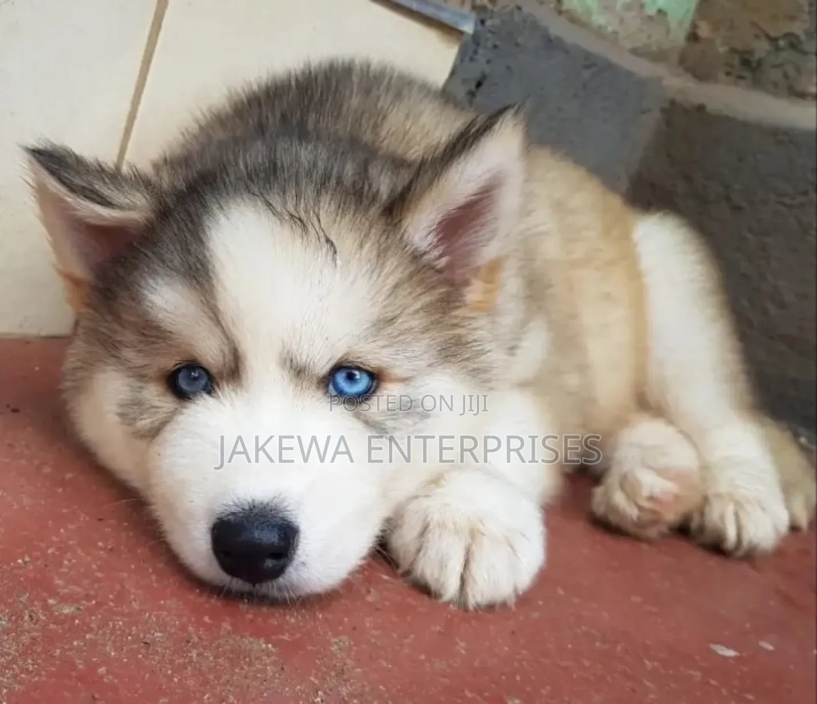 1-3 months Male Purebred Siberian Husky