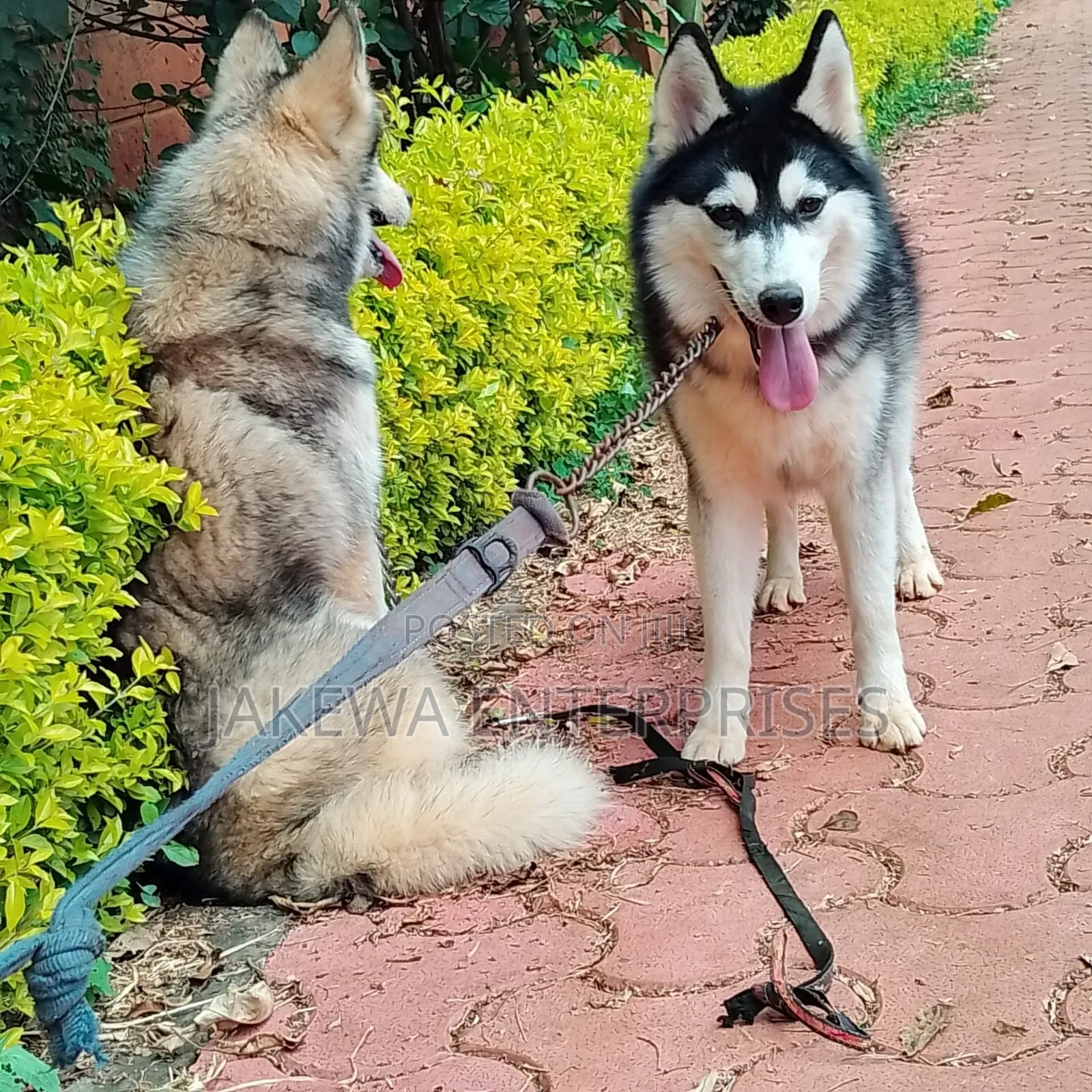 1+ year Female Purebred Siberian Husky