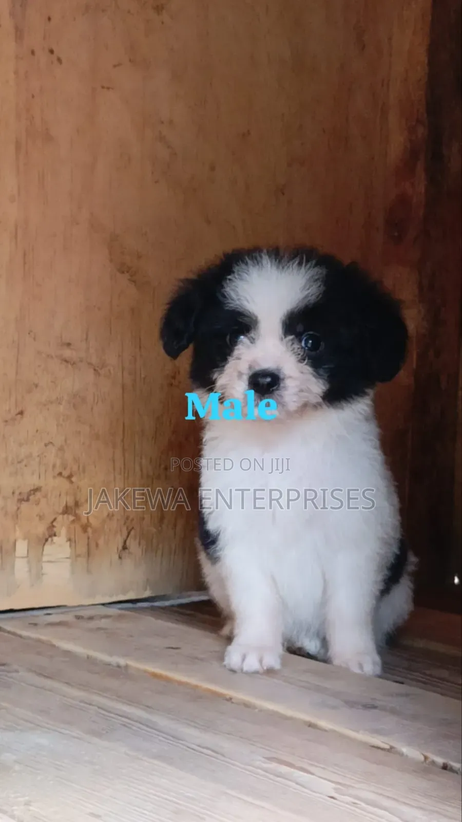 1-3 months Male Purebred Havanese