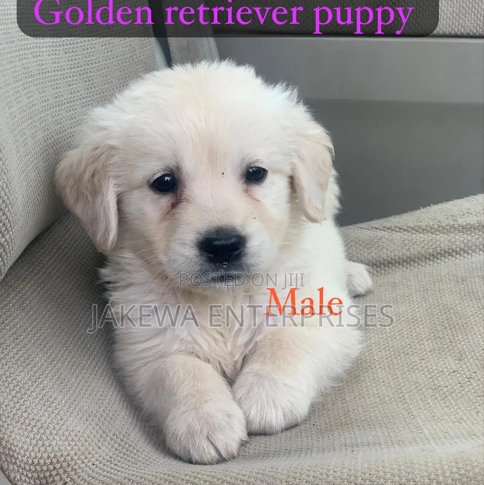 1-3 months Male Purebred Golden Retriever