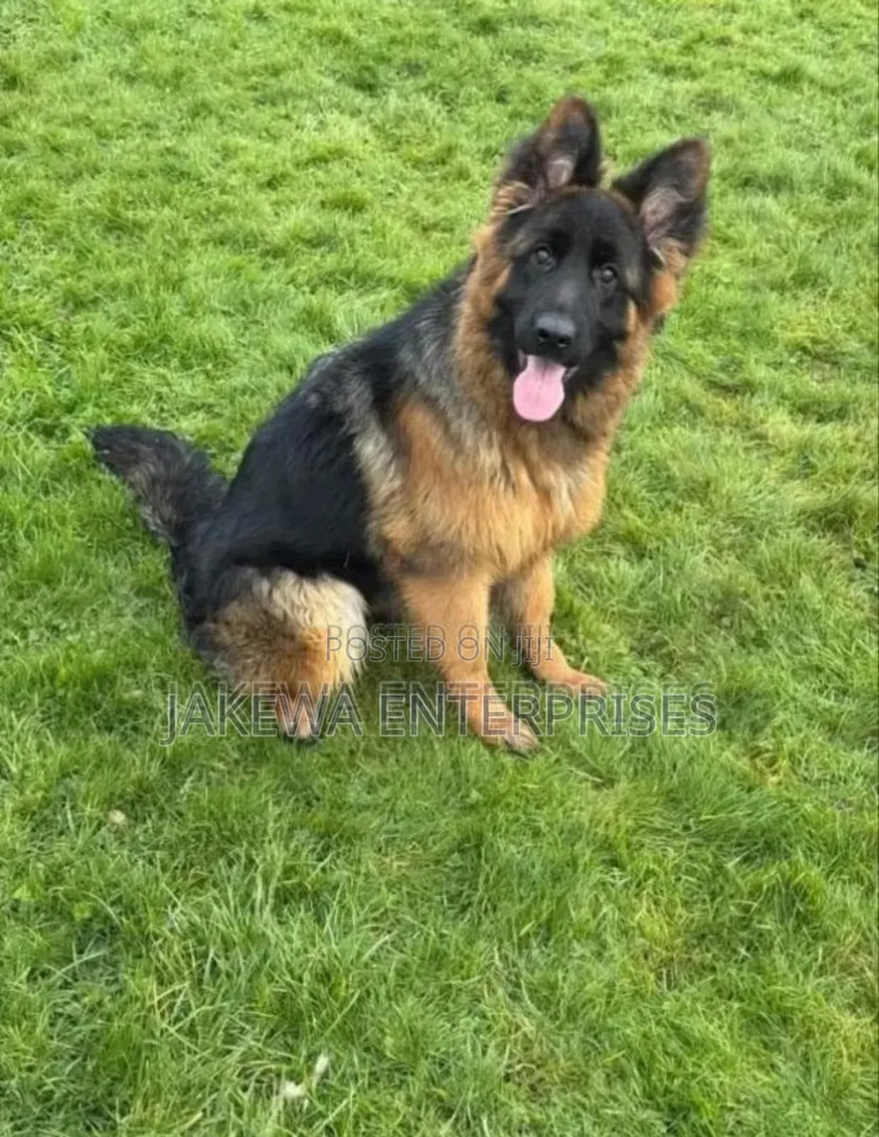 1+ year Female Purebred German Shepherd