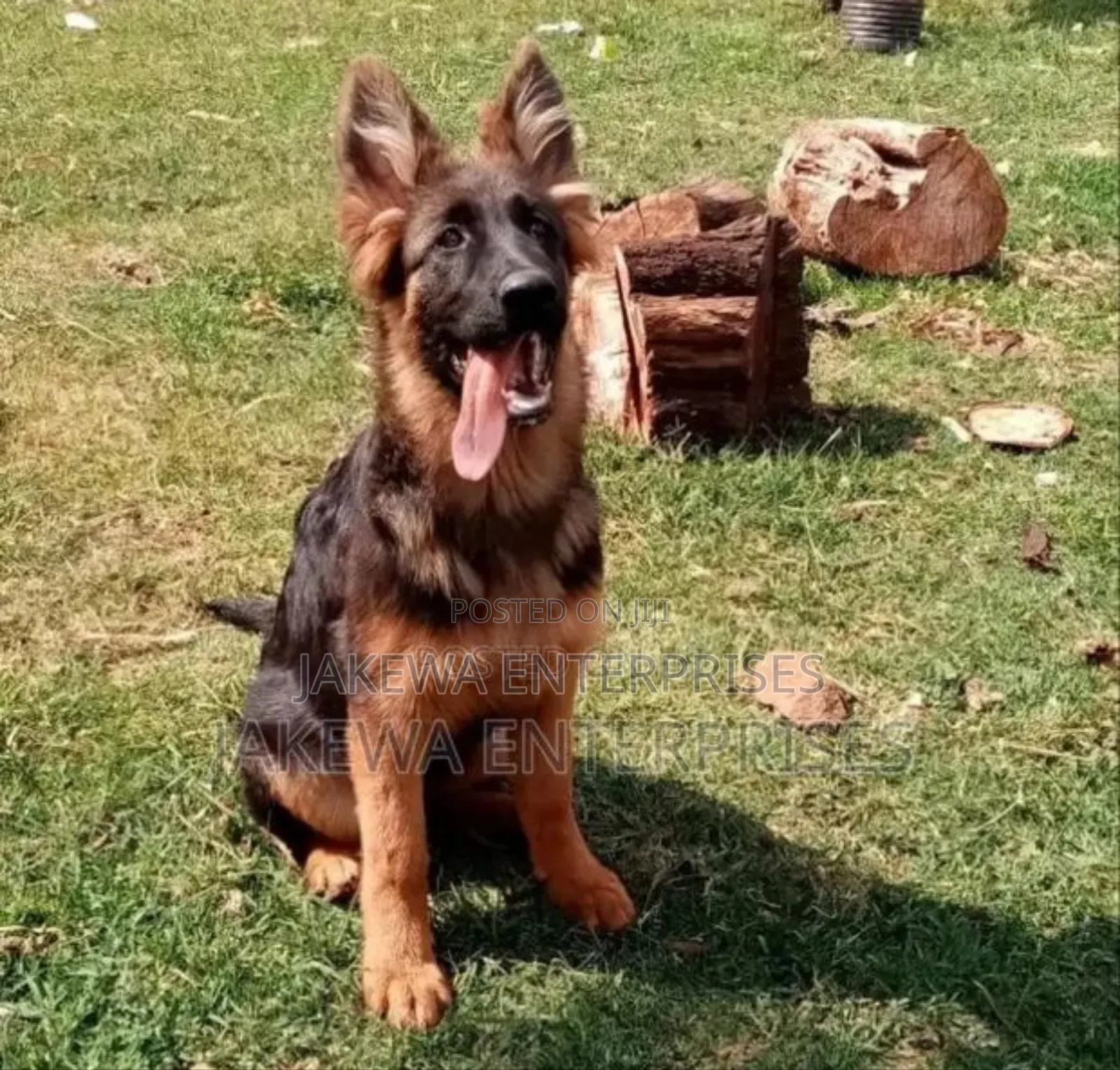 1+ year Male Purebred German Shepherd