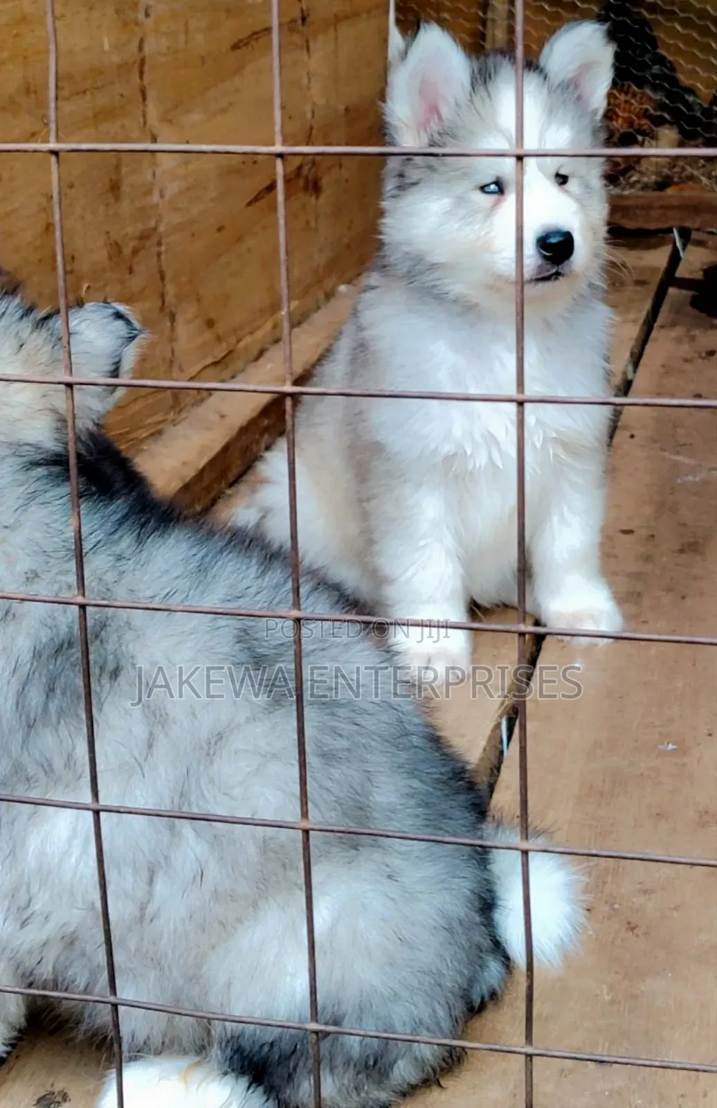 1-3 months Male Purebred Siberian Husky