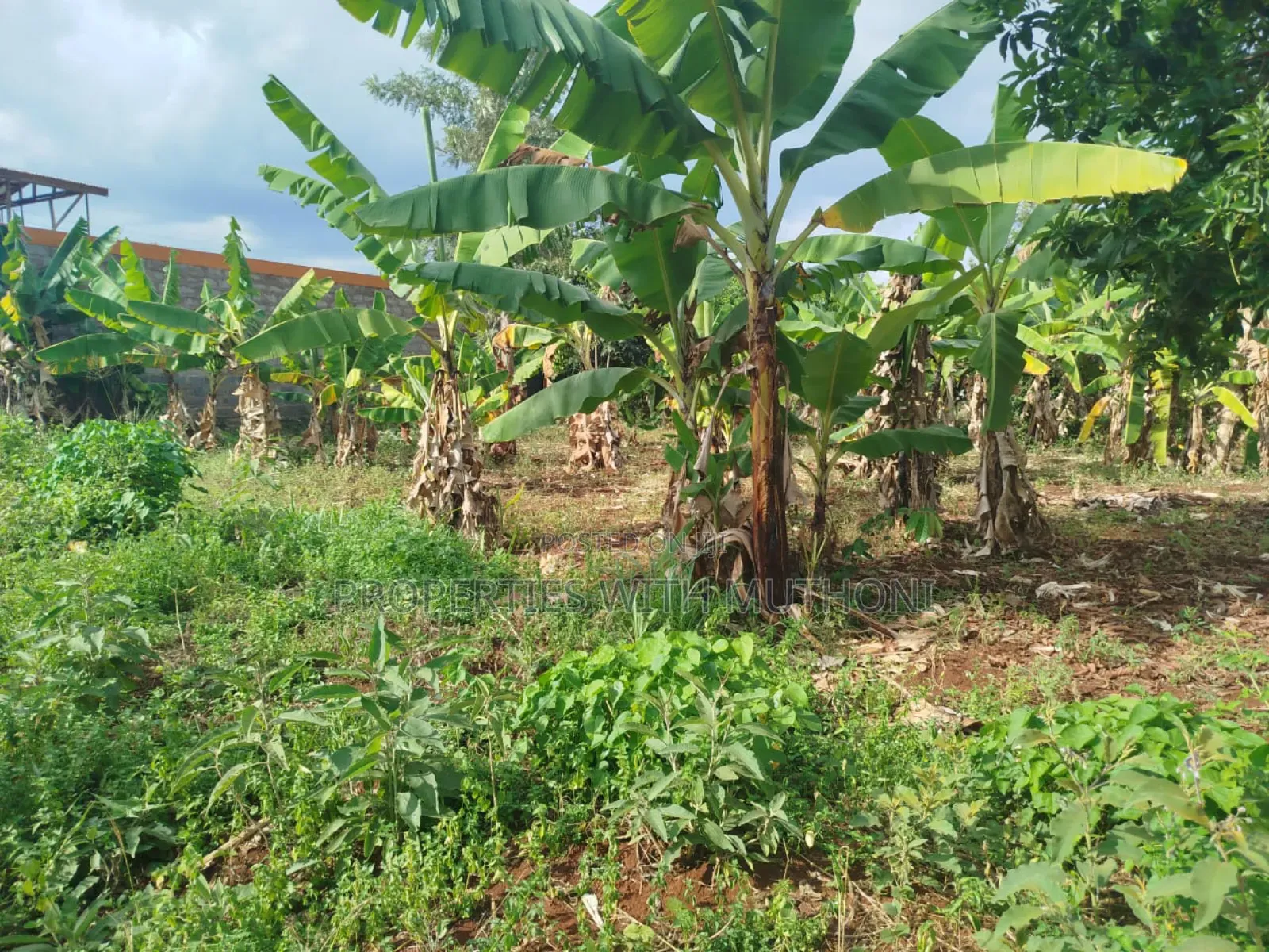50×100 Plot for Sale in Gitwe, Kutus
