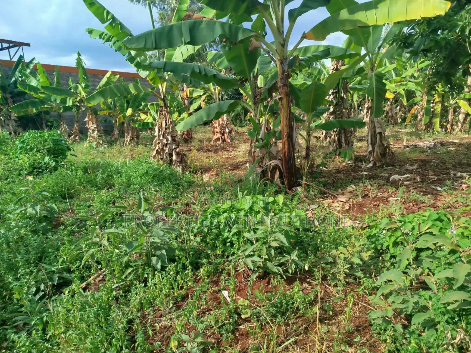 50×100 Plot for Sale in Gitwe, Kutus