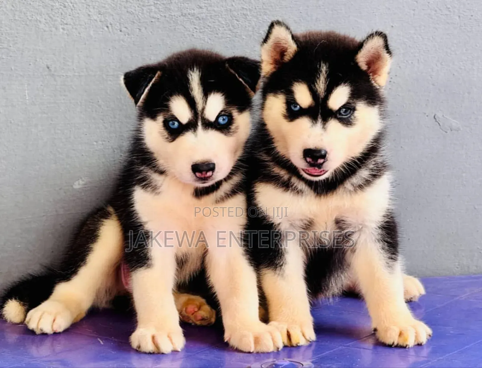 1-3 months Female Purebred Siberian Husky