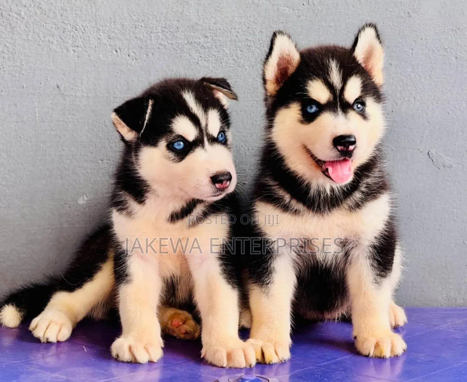 1-3 months Male Purebred Siberian Husky