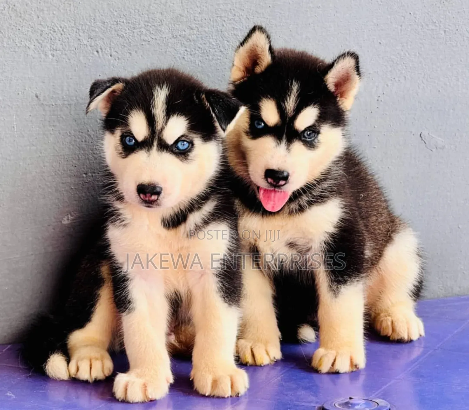 1-3 months Female Purebred Siberian Husky