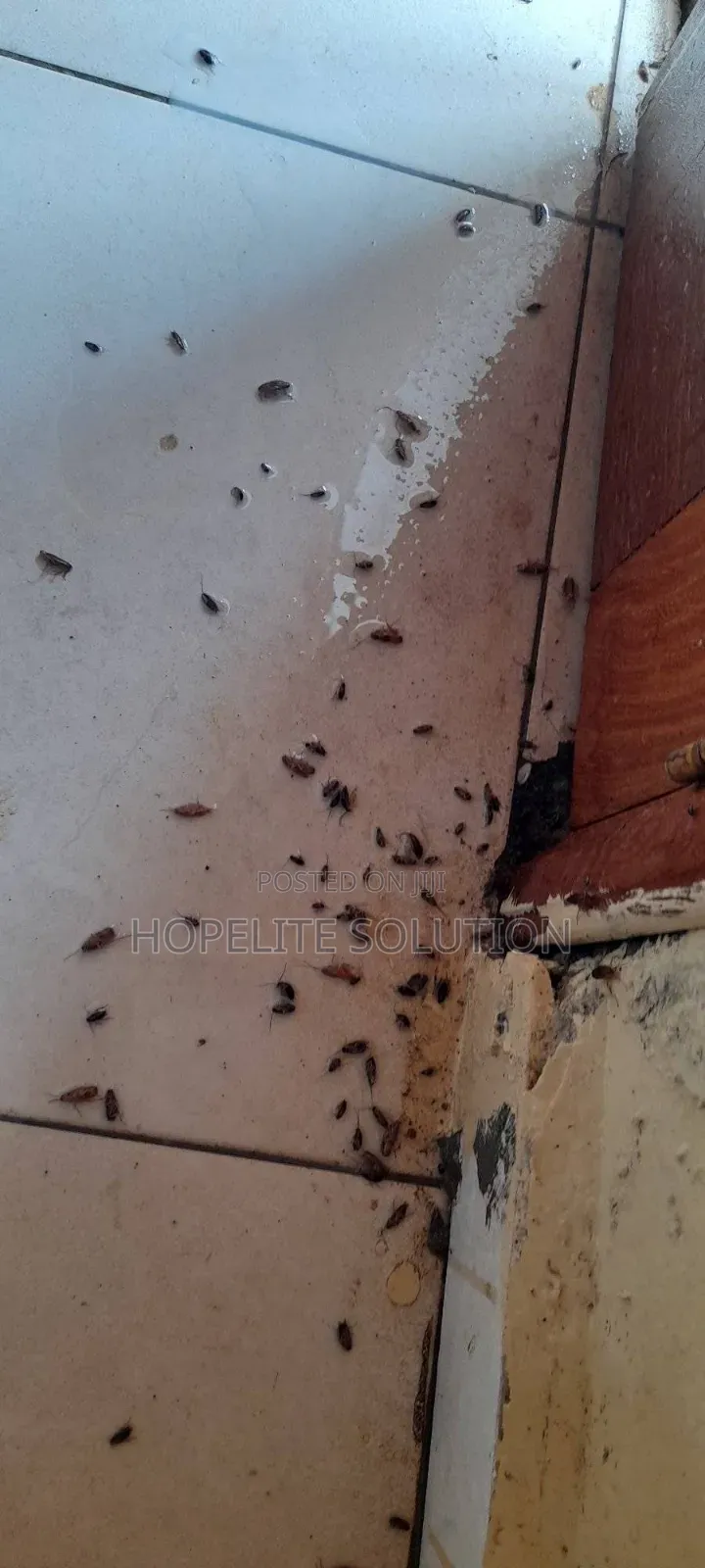 Cockroaches Fumigation in Kisumu Cockroaches/Bedbugs