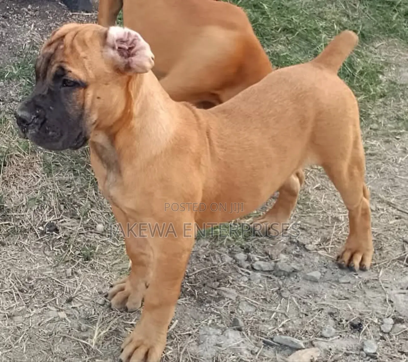 1-3 months Male Purebred Boerboel
