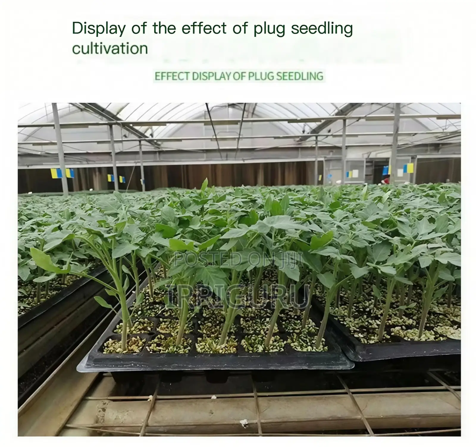 288-Hole Pepper Seedling Trayreuse the Seedling Tray