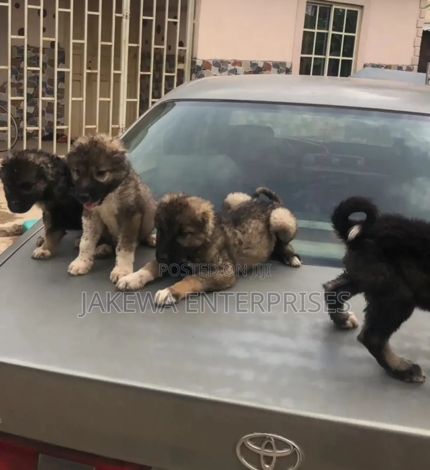 1-3 months Male Purebred Caucasian Shepherd
