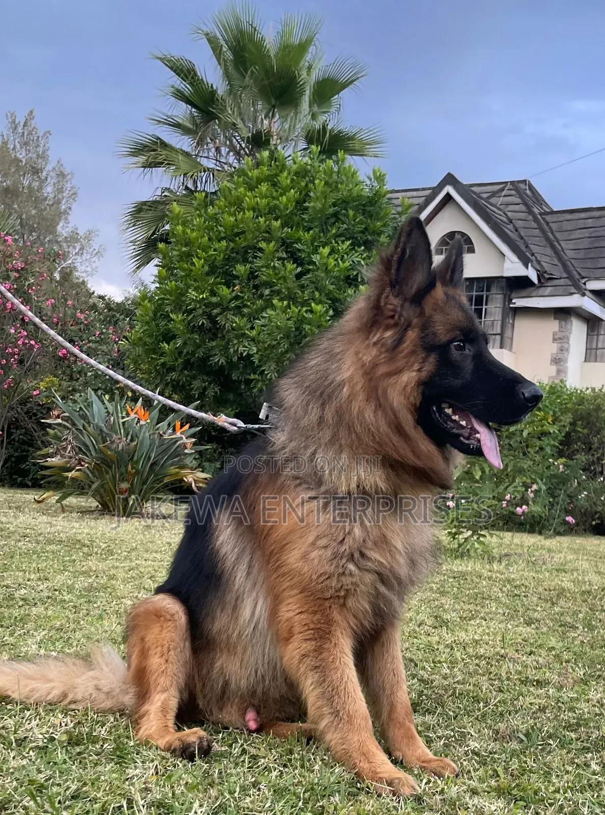 1-3 months Male Purebred German Shepherd