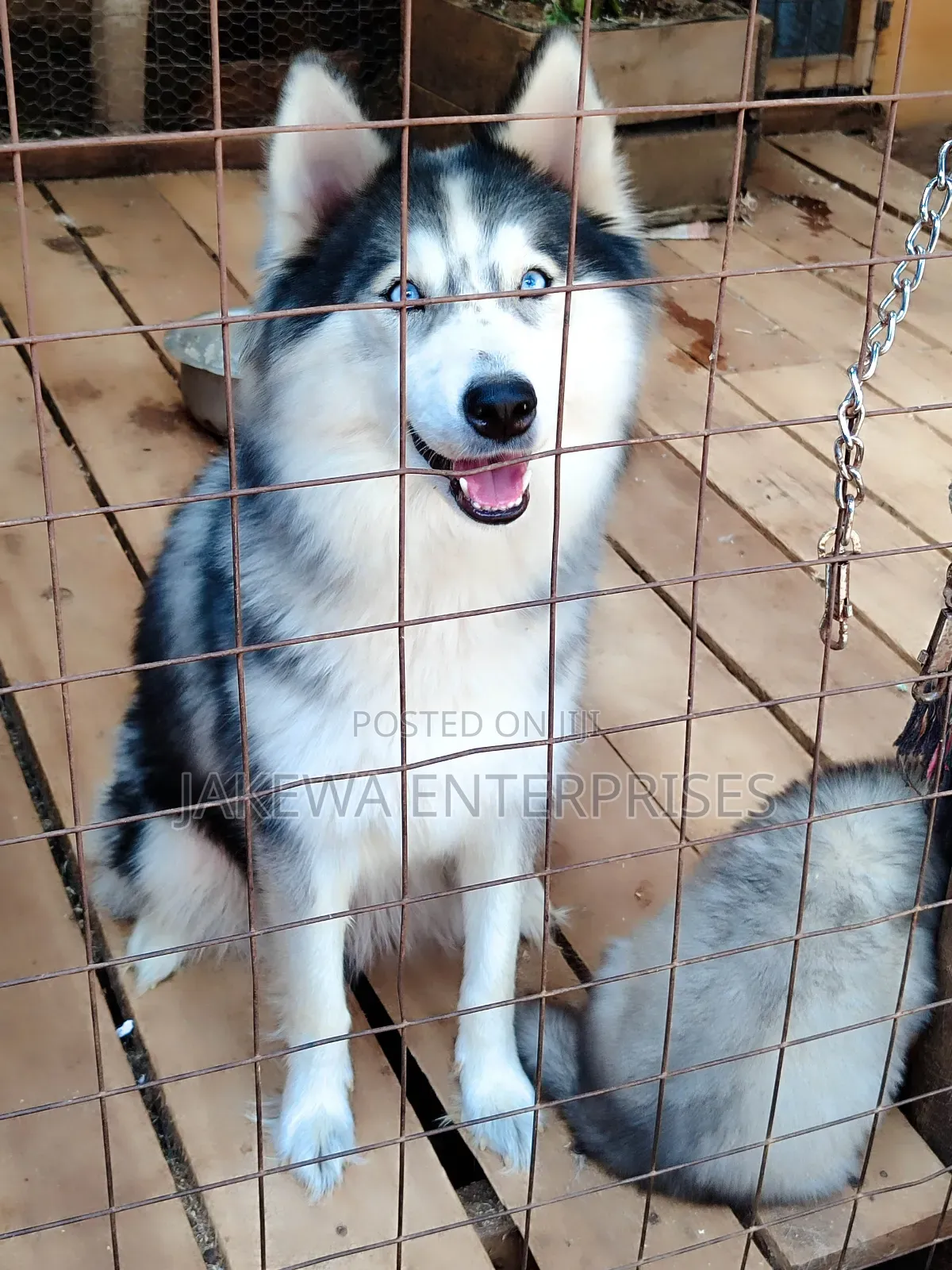 1-3 months Female Purebred Siberian Husky