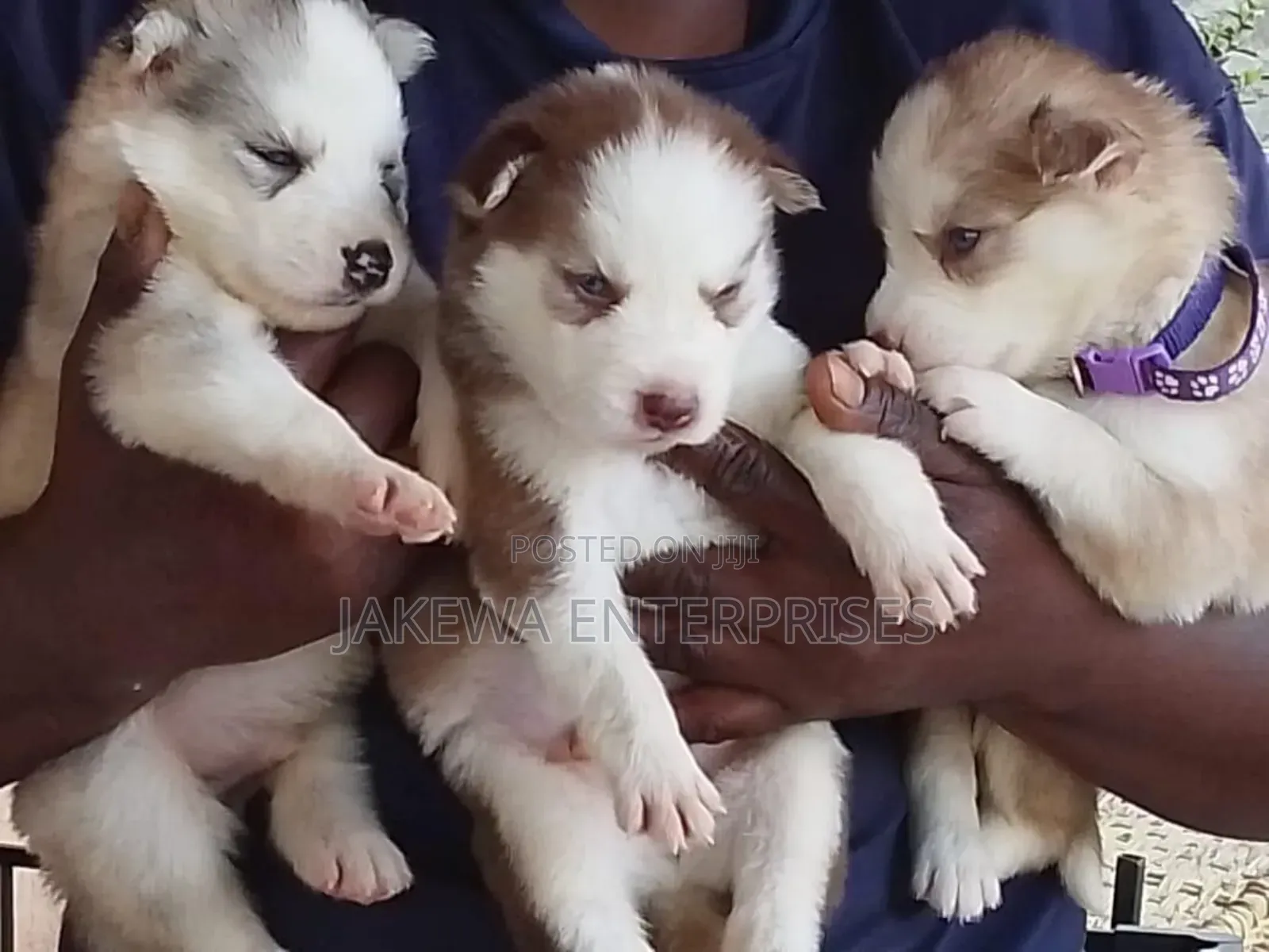1-3 months Male Purebred Siberian Husky