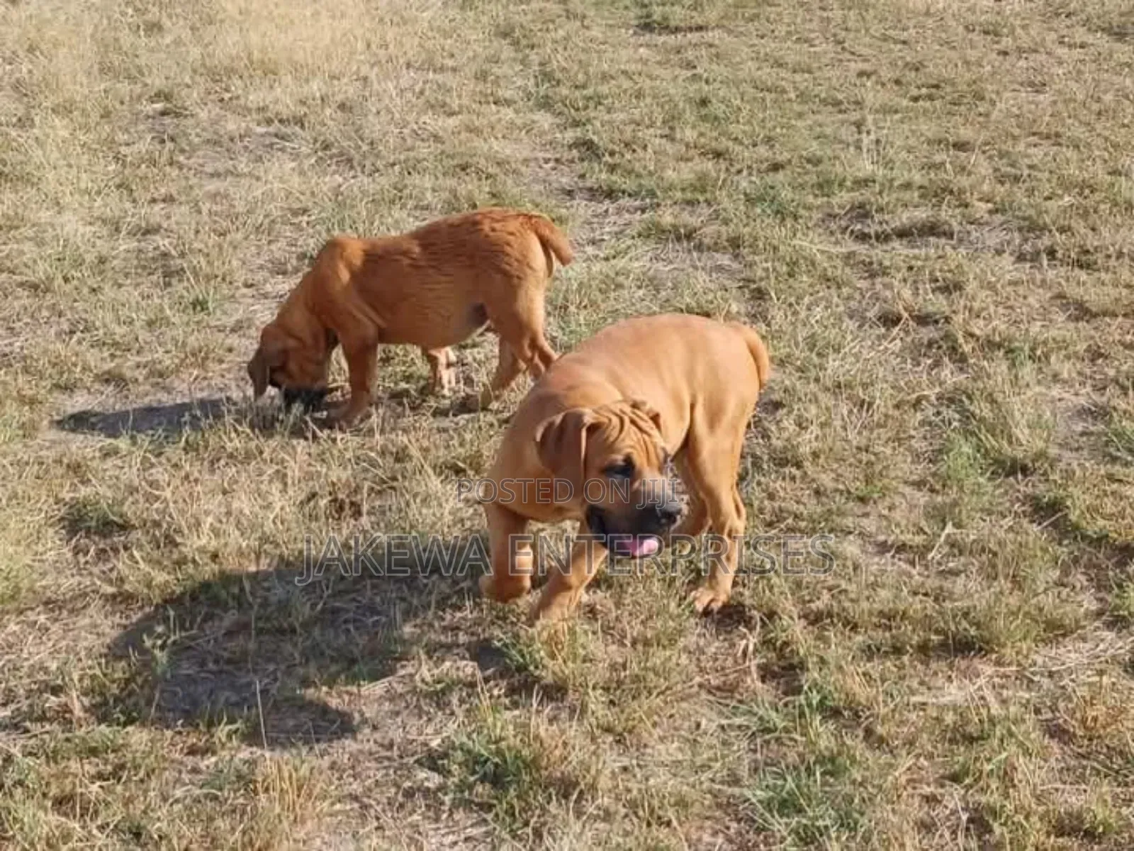 1-3 months Male Purebred Boerboel