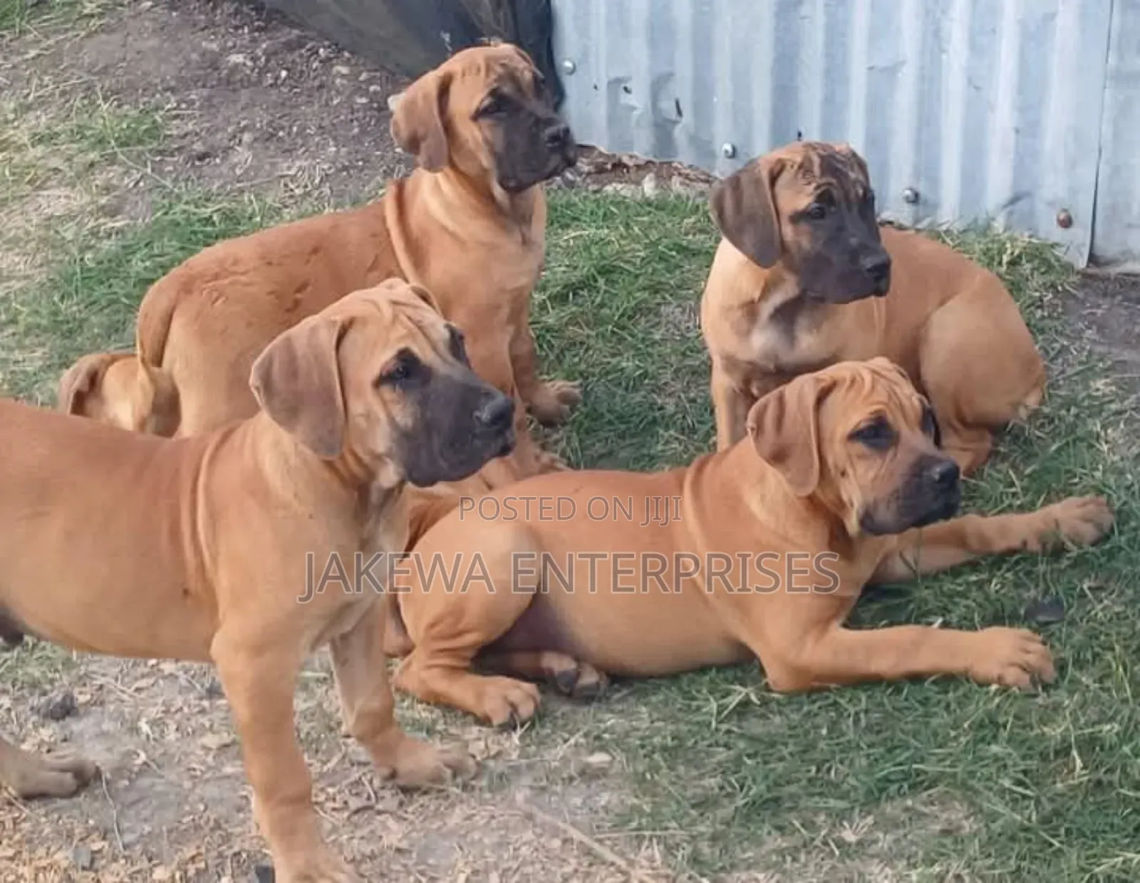 1-3 months Female Purebred Boerboel