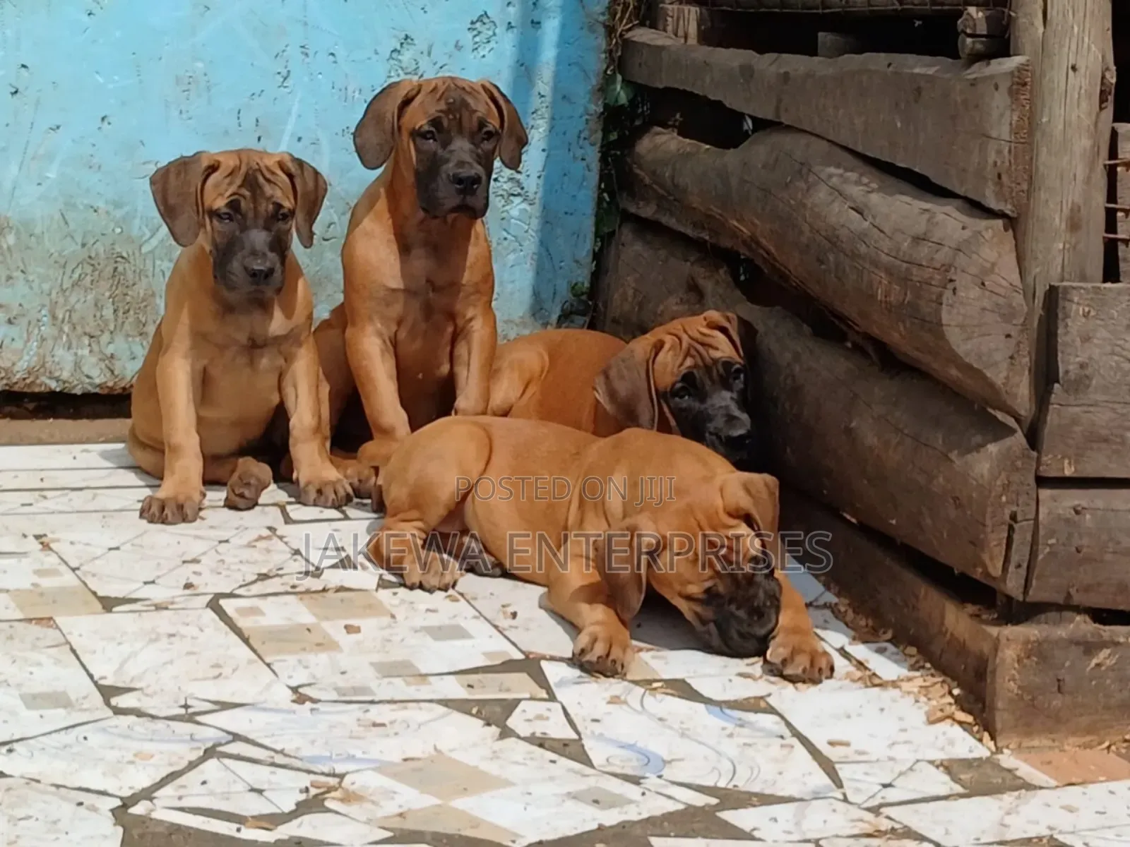 1-3 months Male Purebred Boerboel