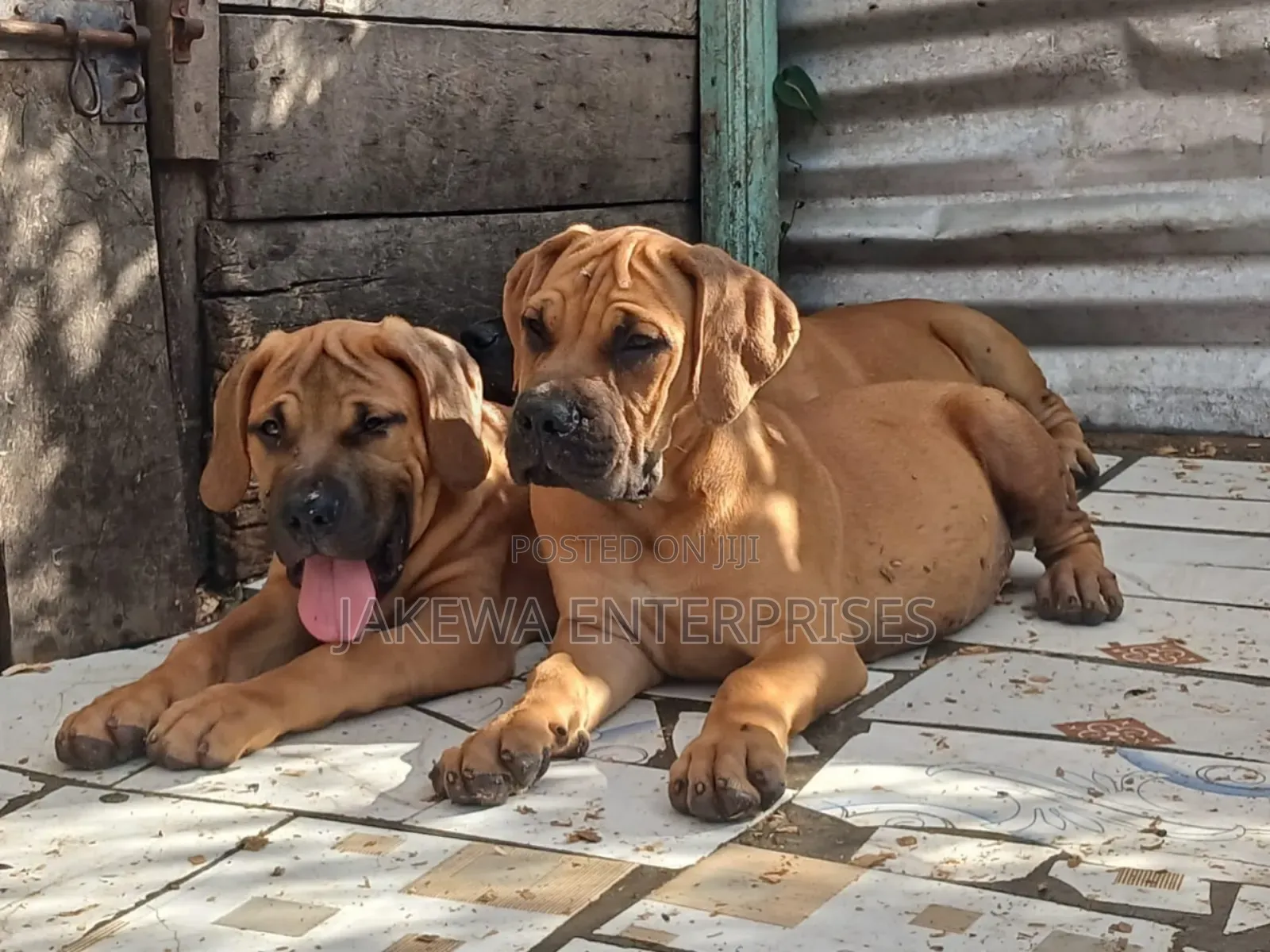 1-3 months Male Purebred Boerboel