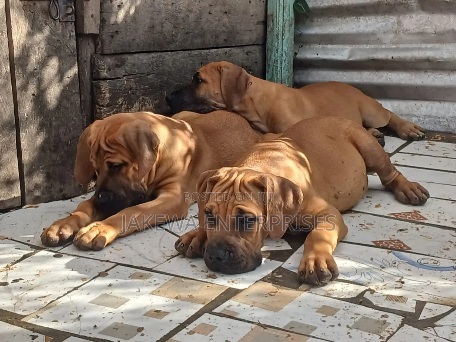 1-3 months Male Purebred Boerboel