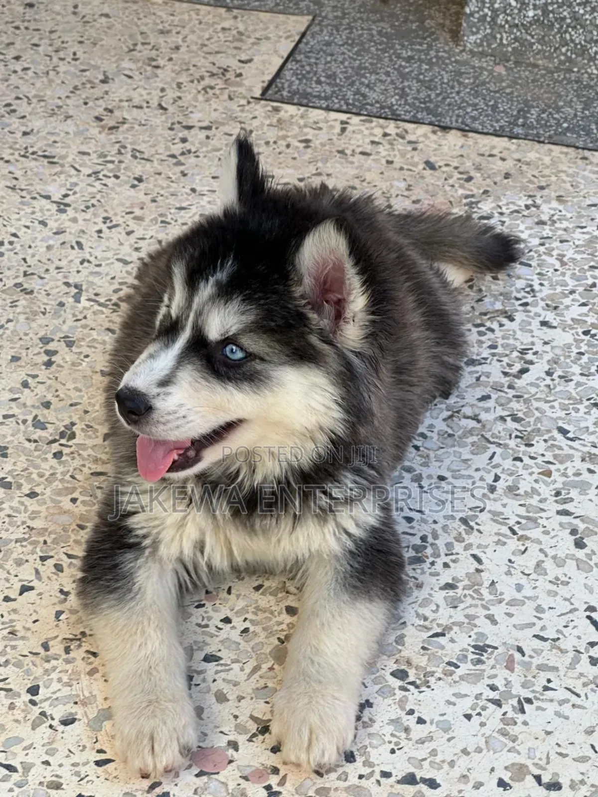 1-3 months Female Purebred Siberian Husky