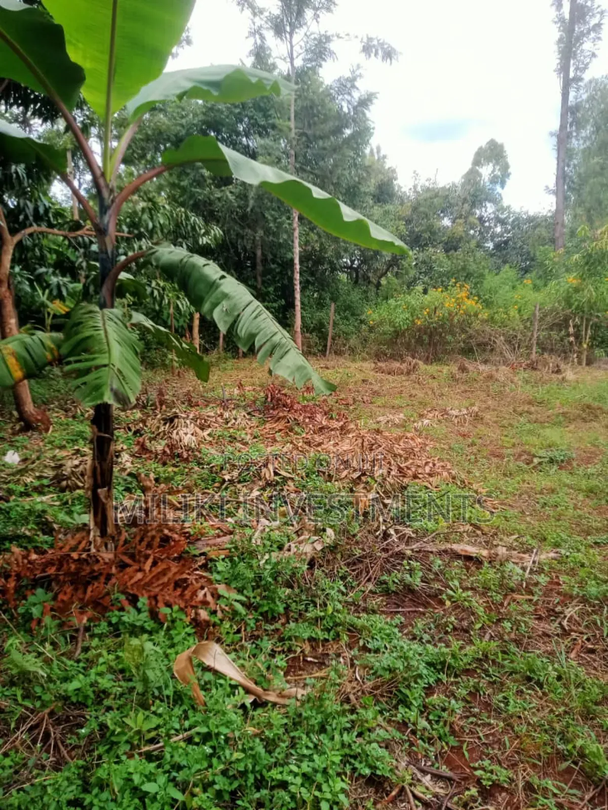Quarter an Acre on Sale at Makuyu-Kamahuha