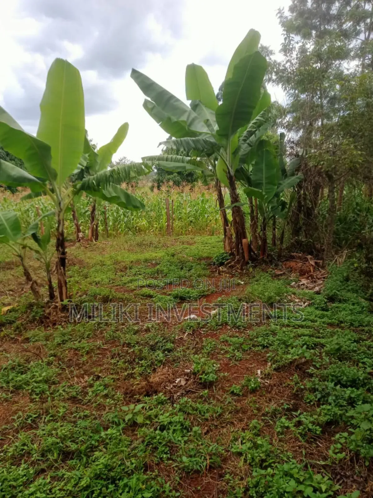 Quarter an Acre on Sale at Makuyu-Kamahuha