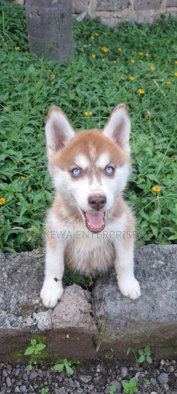 1-3 months Female Purebred Siberian Husky
