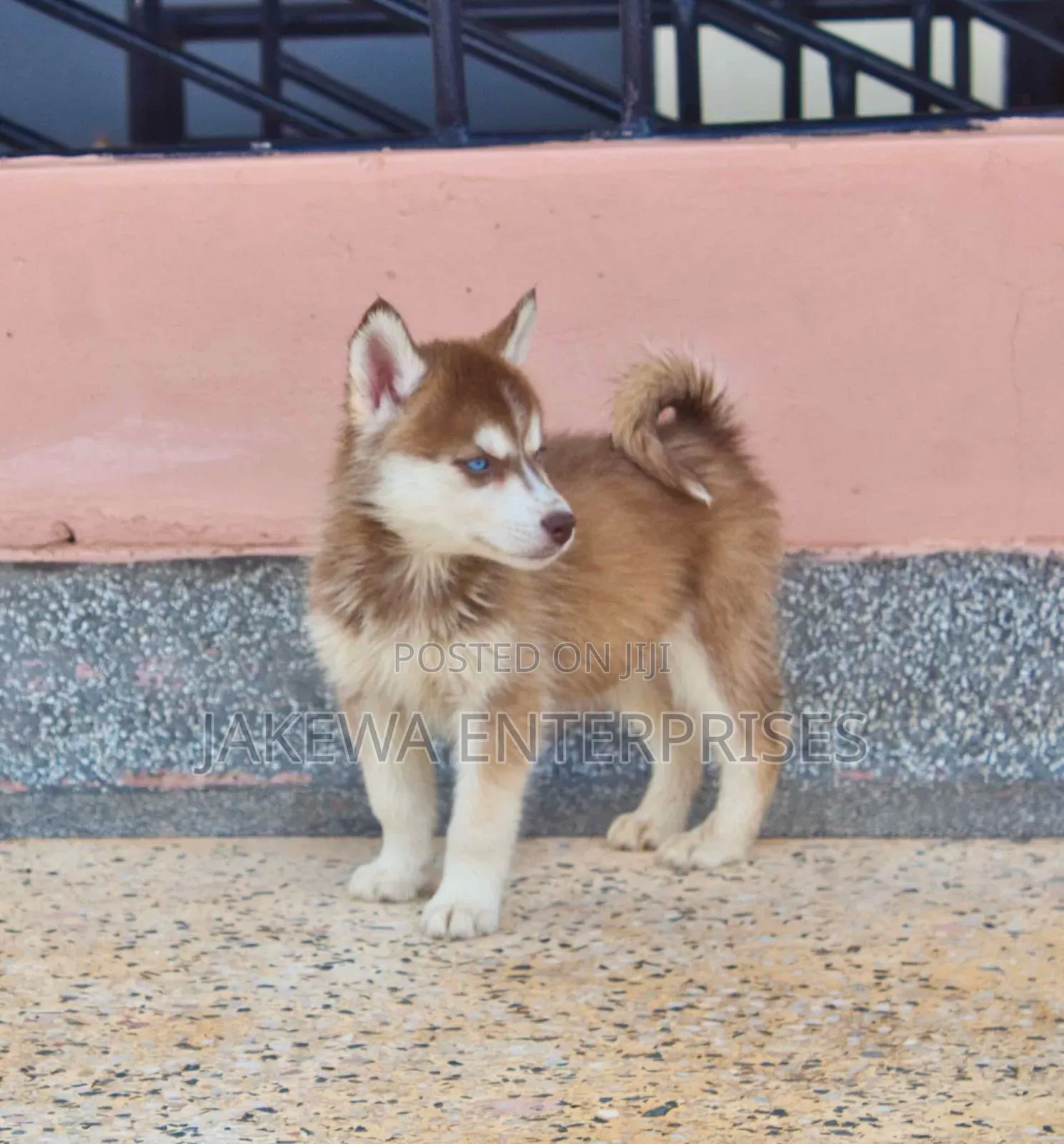1-3 months Female Purebred Siberian Husky