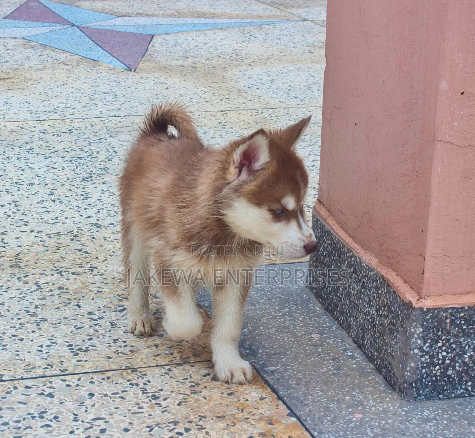 1-3 months Female Purebred Siberian Husky