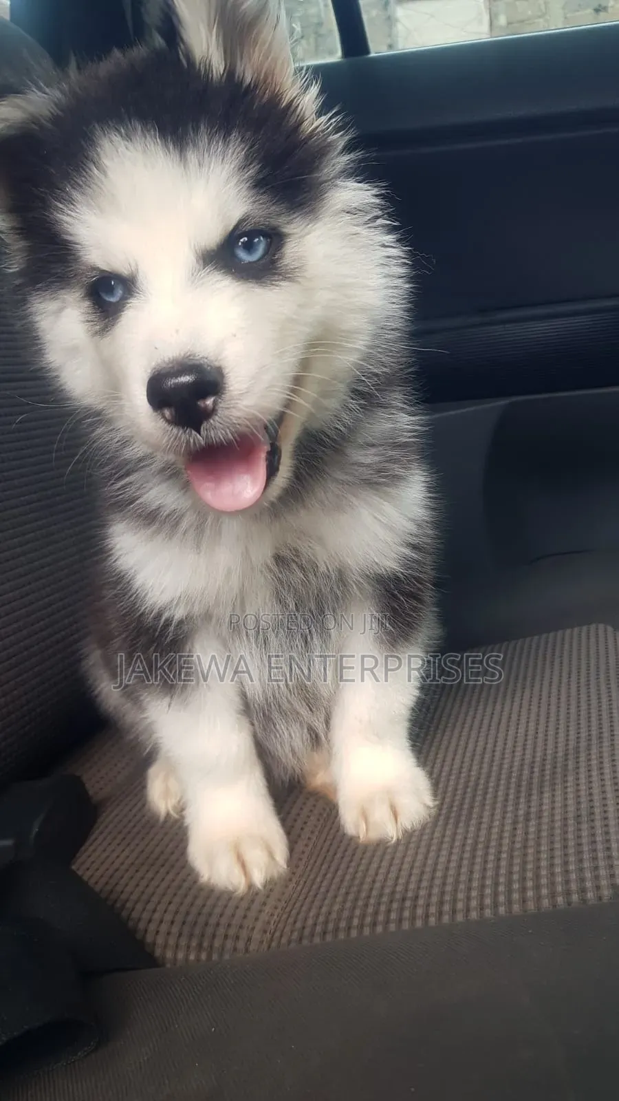 1-3 months Male Purebred Siberian Husky