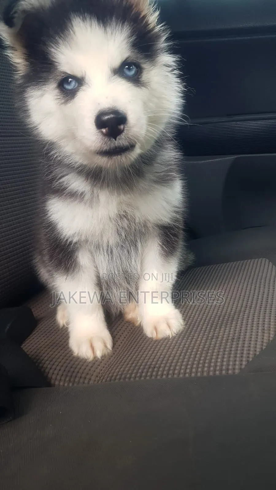 1-3 months Male Purebred Siberian Husky