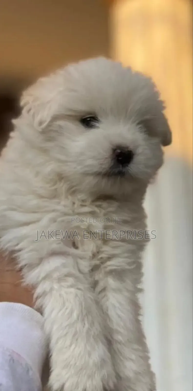 1-3 months Male Purebred Havanese