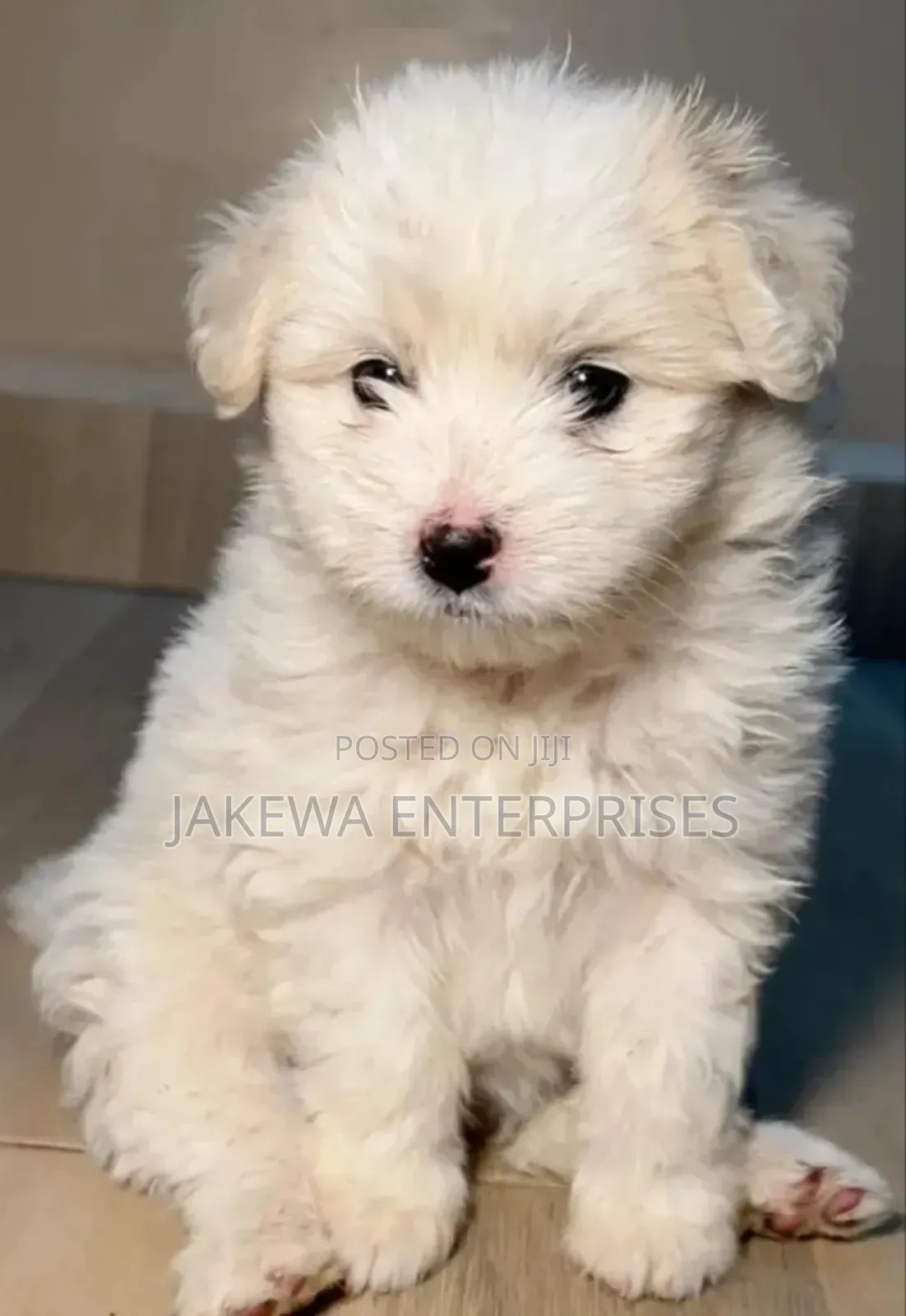 1-3 months Female Purebred Havanese