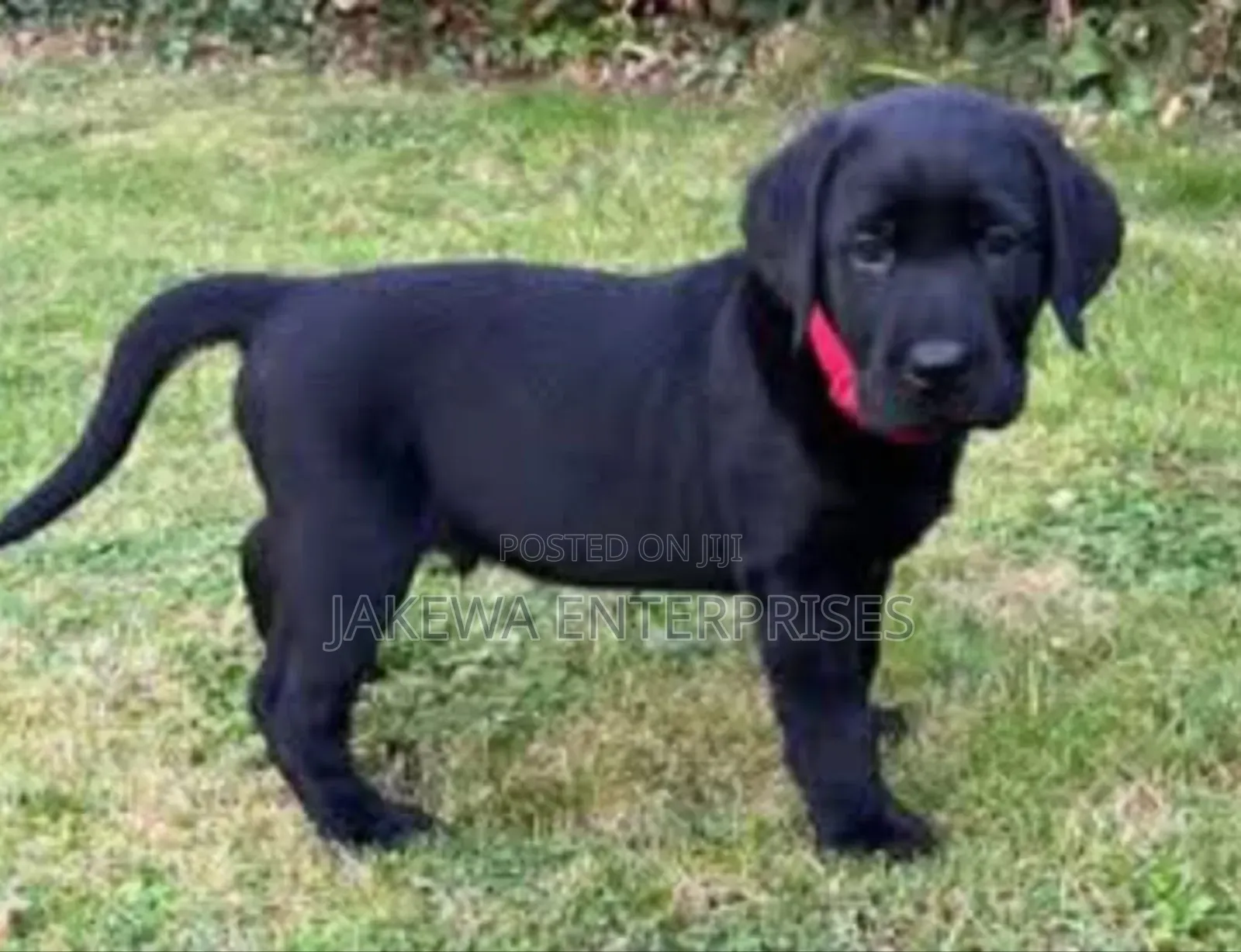 1-3 months Male Purebred Labrador Retriever
