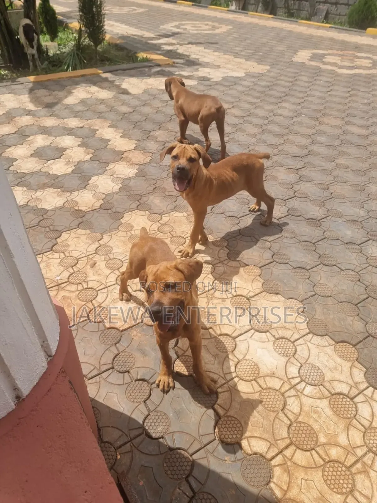 3-6 months Male Purebred Boerboel
