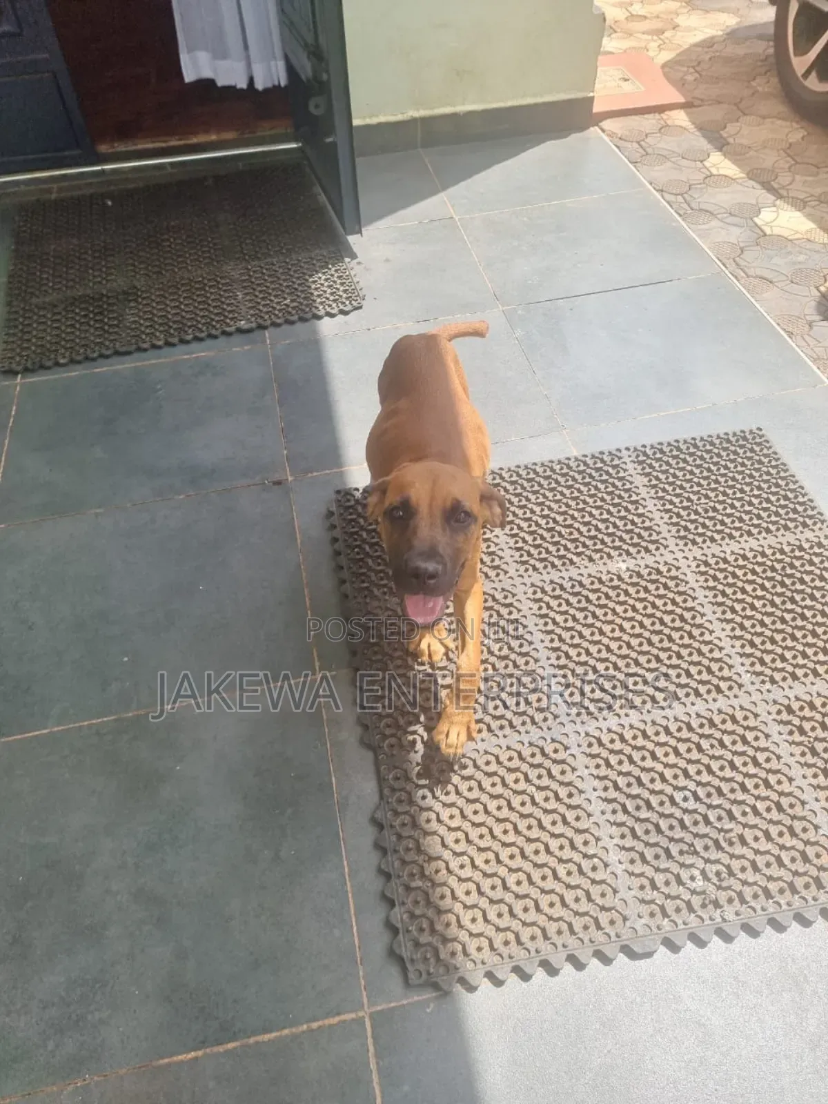 3-6 months Female Purebred Boerboel