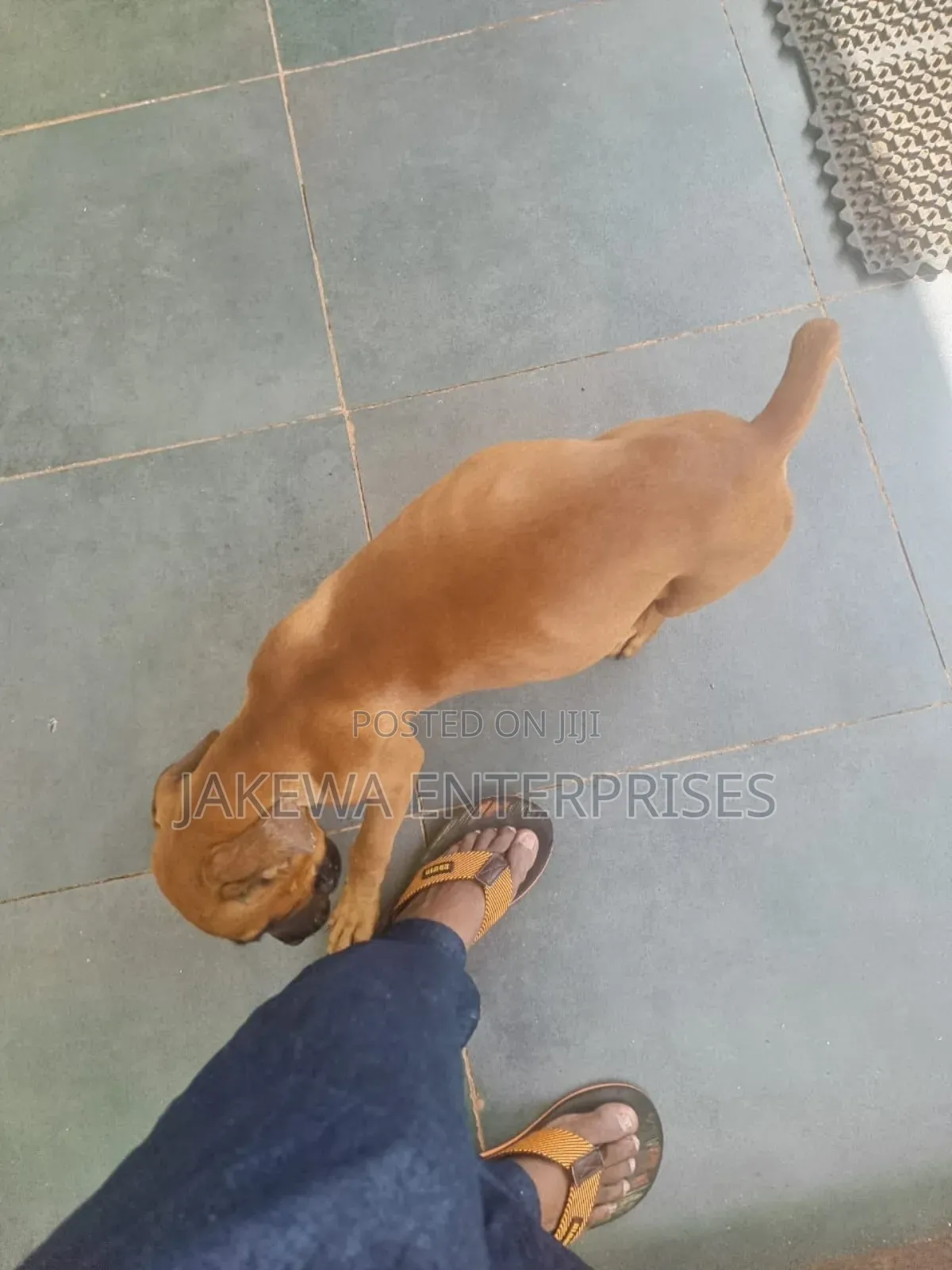 3-6 months Female Purebred Boerboel