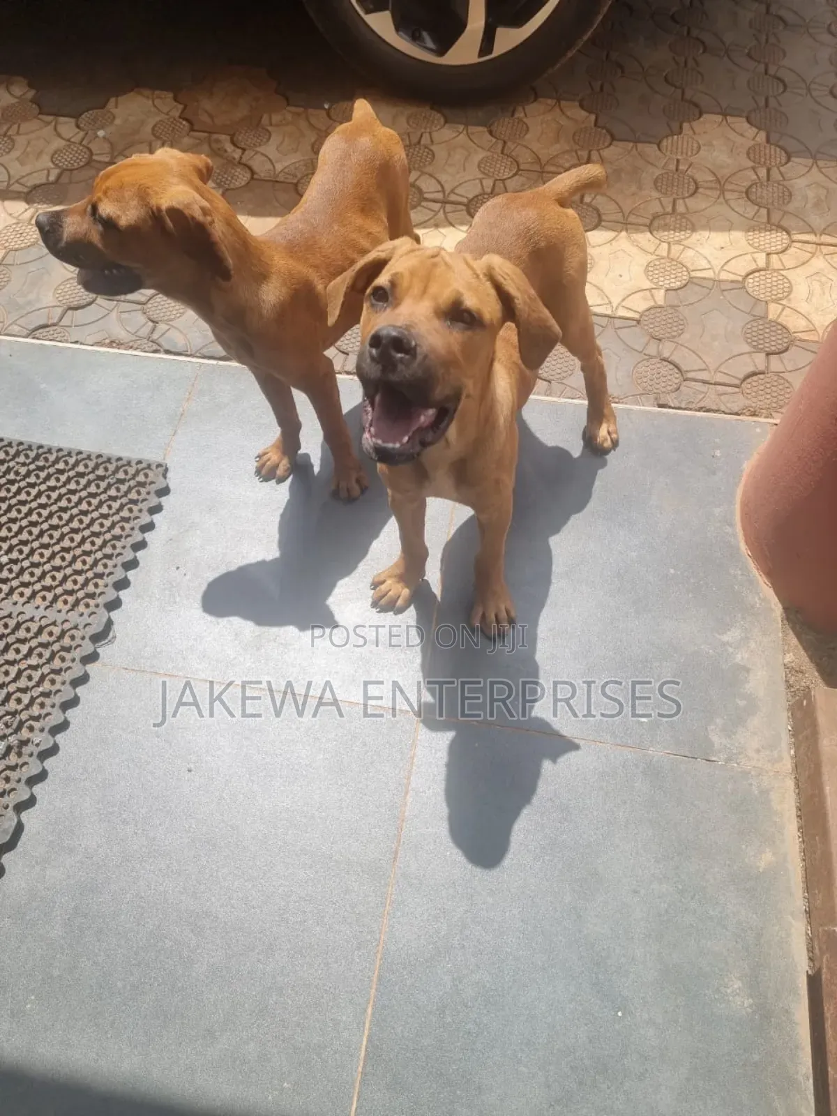 1-3 months Male Purebred Boerboel