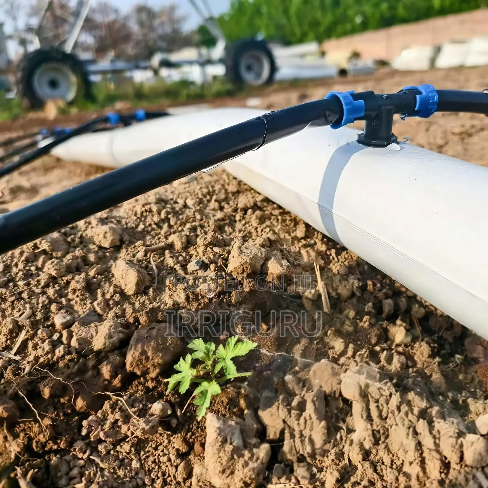 Farmland Irrigation in Drip Line