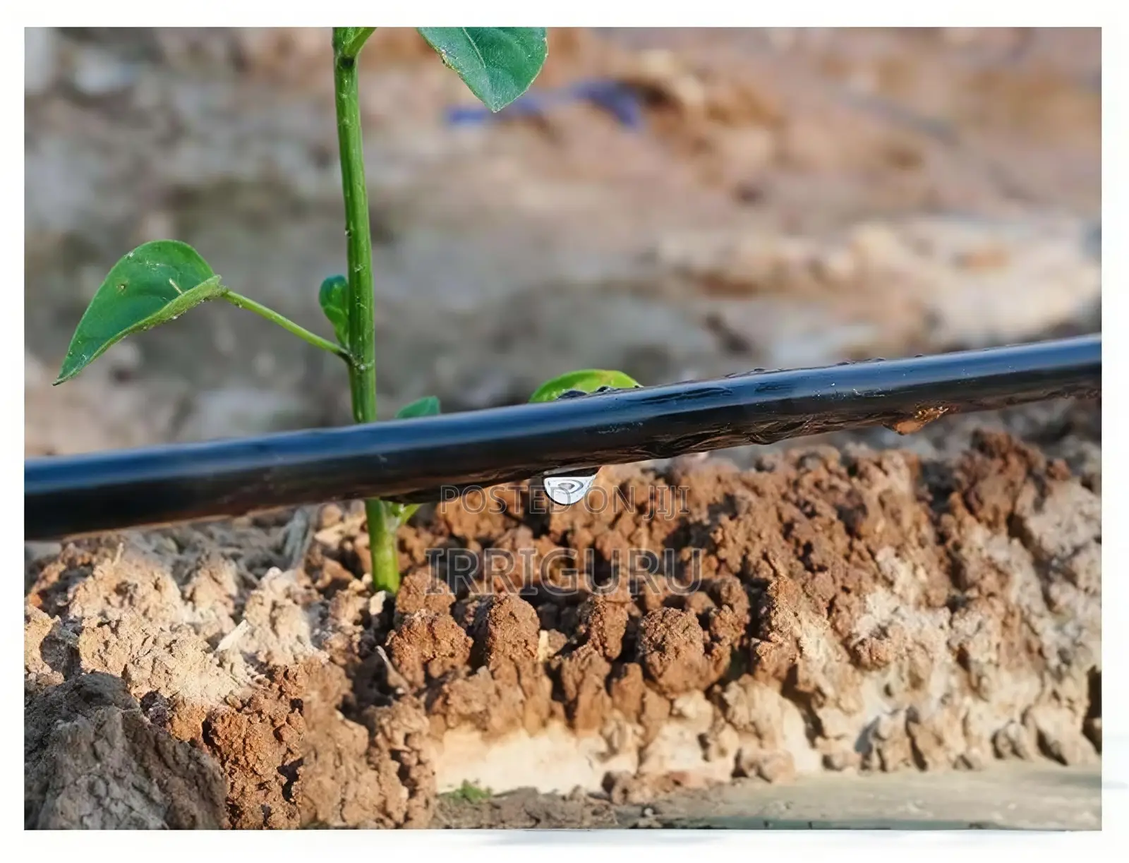 Agricultural Irrigation in Drip Line