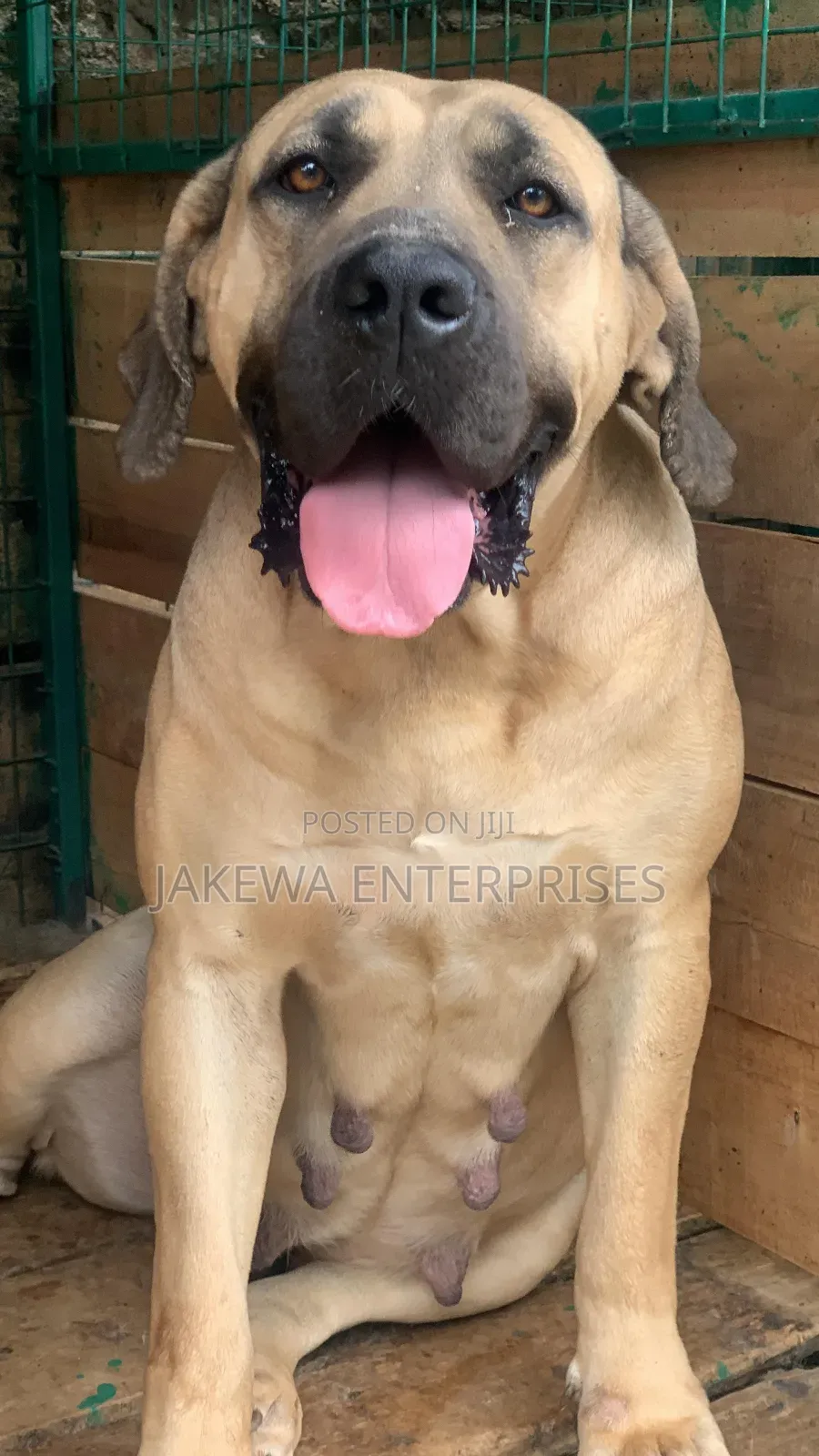 1+ year Female Purebred Boerboel